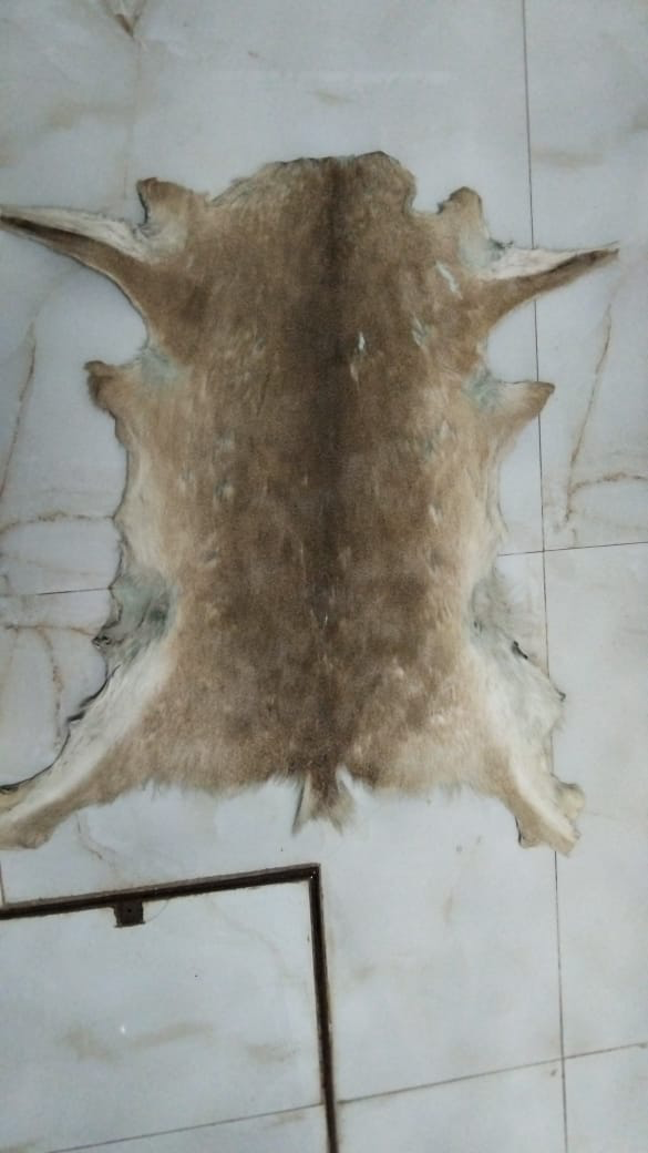 Piel completa de venado